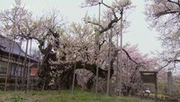 Sakura ou le printemps japonais