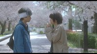 桜のような僕の恋人 / Sakura no Yona Boku no Koibito / Love Like the Falling Petals