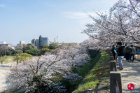 Hanami à Maizuru à Fukuoka