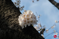 Hanami à Maizuru à Fukuoka