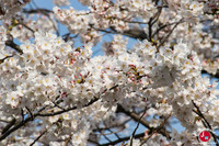 Hanami à Maizuru à Fukuoka