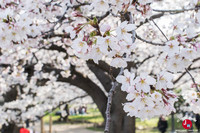 Hanami à Maizuru à Fukuoka