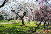 Hanami à Maizuru à Fukuoka