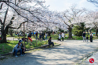 Hanami à Maizuru à Fukuoka
