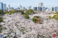 Hanami à Maizuru à Fukuoka