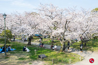 Hanami à Maizuru à Fukuoka