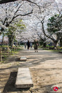 Hanami à Maizuru à Fukuoka