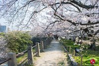 Hanami à Maizuru à Fukuoka
