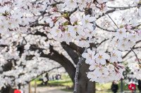 Hanami à Maizuru à Fukuoka