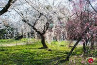 Hanami à Maizuru à Fukuoka