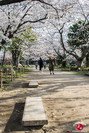 Hanami à Maizuru à Fukuoka