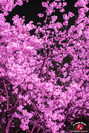 Hanami à Maizuru de nuit à Fukuoka