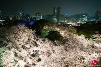 Hanami à Maizuru de nuit à Fukuoka