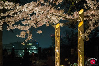 Hanami à Maizuru de nuit à Fukuoka