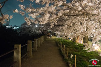 Hanami à Maizuru de nuit à Fukuoka