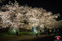 Hanami à Maizuru de nuit à Fukuoka