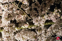 Hanami à Maizuru de nuit à Fukuoka
