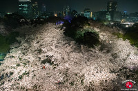 Hanami à Maizuru de nuit à Fukuoka