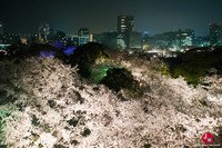 Hanami à Maizuru de nuit à Fukuoka