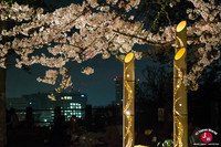 Hanami à Maizuru de nuit à Fukuoka