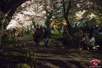Hanami à Maizuru de nuit à Fukuoka
