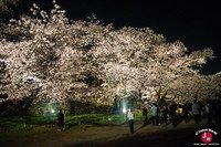 Hanami à Maizuru de nuit à Fukuoka