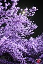 Hanami à Maizuru de nuit à Fukuoka