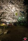 Hanami à Maizuru de nuit à Fukuoka