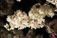 Hanami à Maizuru de nuit à Fukuoka