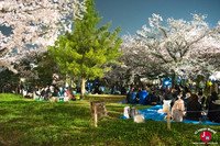 Hanami à Maizuru de nuit à Fukuoka