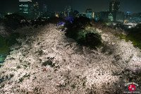 Hanami à Maizuru de nuit à Fukuoka