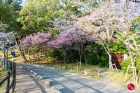 Hanami au parc Nishi-koen à Fukuoka