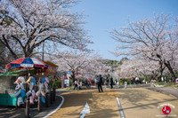 Hanami au parc Nishi-koen à Fukuoka