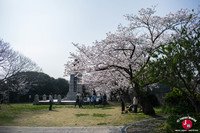 Hanami au parc Nishi-koen à Fukuoka