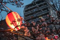 Hanami au parc Nishi-koen à Fukuoka