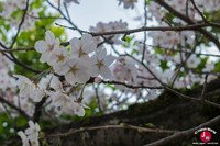 Hanami au parc Nishi-koen à Fukuoka