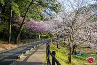 Hanami au parc Nishi-koen à Fukuoka