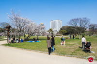 Hanami au parc Ohori-koen à Fukuoka