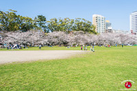 Hanami au parc Ohori-koen à Fukuoka