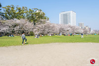 Hanami au parc Ohori-koen à Fukuoka