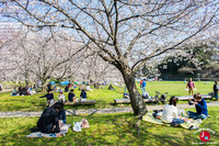 Hanami au parc Ohori-koen à Fukuoka