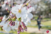 Hanami au parc Ohori-koen à Fukuoka