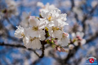 Hanami à Tenjin-chuo à Fukuoka