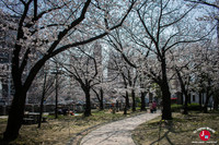 Hanami à Tenjin-chuo à Fukuoka