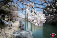 Hanami à Tenjin-chuo à Fukuoka