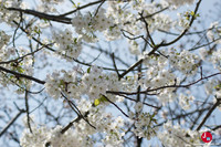 Hanami à Tenjin-chuo à Fukuoka
