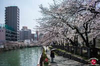 Hanami à Tenjin-chuo à Fukuoka