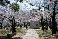 Hanami à Tenjin-chuo à Fukuoka