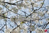 Hanami à Tenjin-chuo à Fukuoka