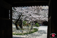 Hanami au temple Tocho-ji à Fukuoka